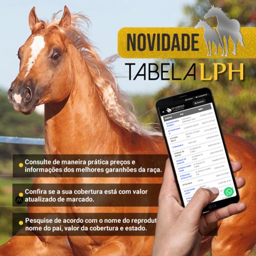 Conheça mais sobre a raça Appaloosa - Vet Smart