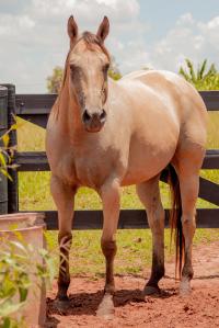 DASH TOL FAME X FANTINE CLASS JIBF (Embrião a Efetivar)