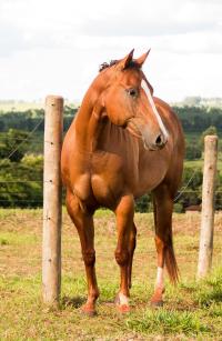 SILVER WILD SLN X CEREJA RED JAMES (Embrião a efetivar)