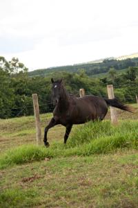 CADES TRES SEIS HRZ X FANTASY ICY OFV (Embrião a Efetivar)