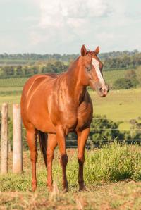 DASH TOL FAME X DESENHADA RED FHG (Embrião a Efetivar)