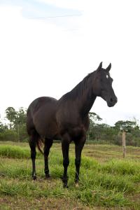 ST FAMEWAY X FANTASY ICY OFV (Embrião a Efetivar)