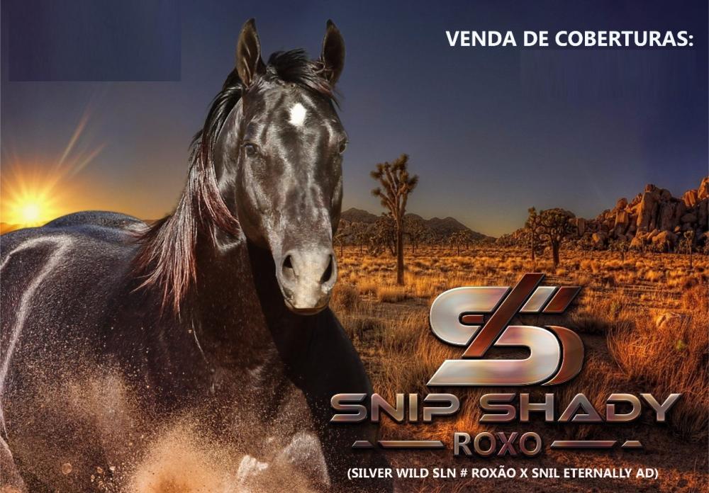 A saga de Chapado, cavalo abandonado e ferido, adotado no interior de SP -  11/03/2022 - UOL TAB