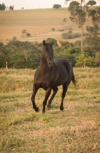 CADES TRES SEIS HRZ X HOPE EASY FLY (Embrião a Efetivar)