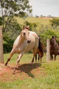SILVER WILD SLN X FANTINE CLASS JIBF (Embrião a Efetivar)