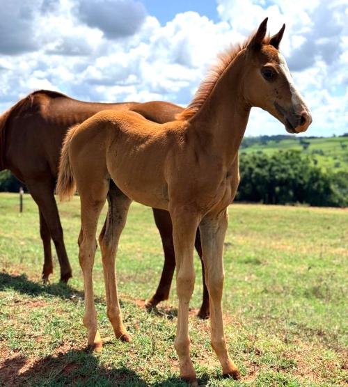 TRUCOSEIS OFV X GRETA FLY EASE RPF