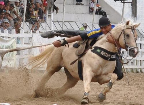 DESTINY STEEL (3 Coberturas)