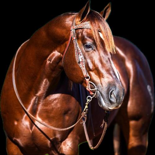 MARRETA FLY BC (1 Cobertura)