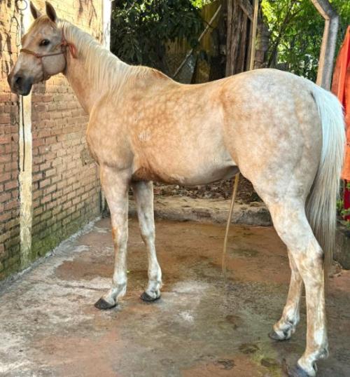 RHIROW FIREWATER RBJ