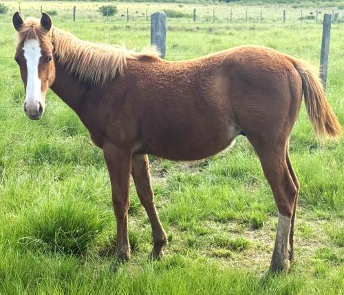 SIGNED SIX X OPALINE NIZER RWS