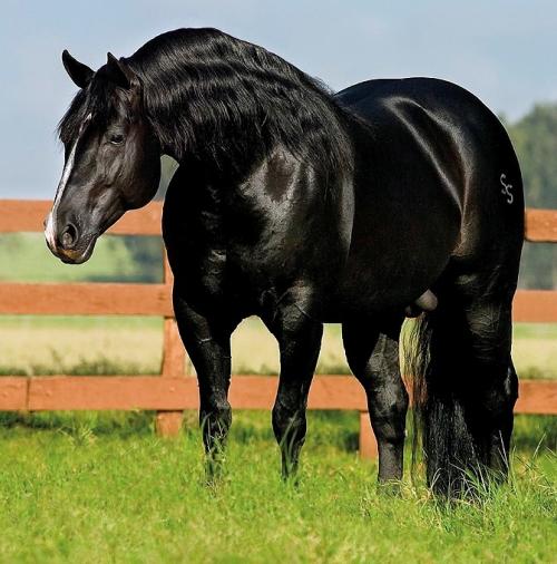 BLUE BAYOU BOON (1 Cobertura)