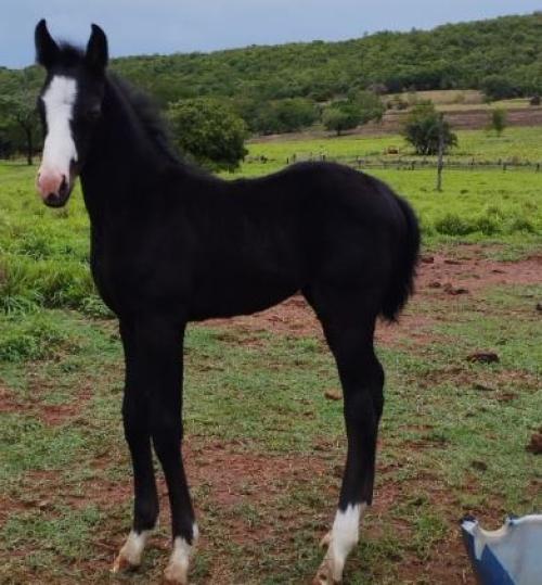 IMPERADOR BLACK GUN X RUBY DUAL CAT