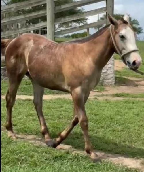 BRYAN PRINCE PK X FAVORITA FOR ME MV