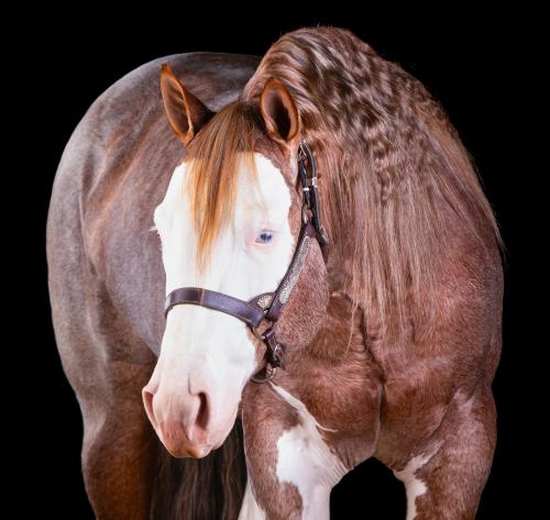 PUSS IN BOOTS TLM (1 Cobertura)