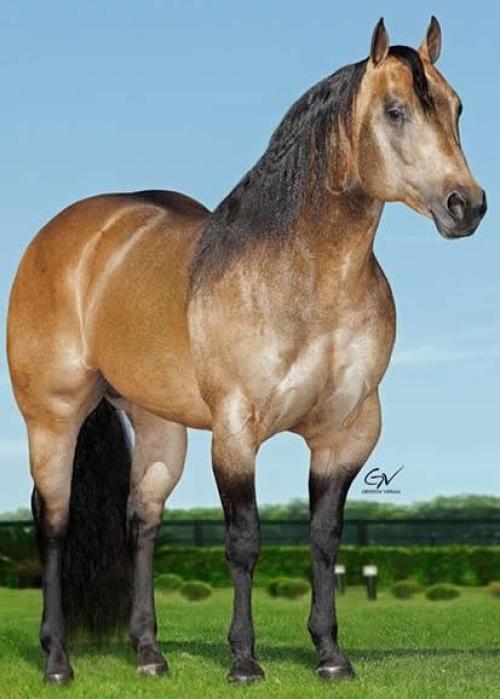 DUAL PATRON  (1 Cobertura)