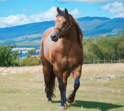 COMANCHE CRYSTAL DOC (1 Cobertura) 