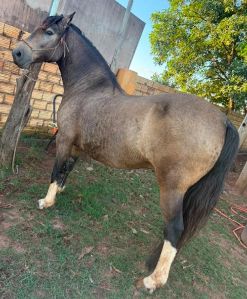 CAVALO CRIOULO DOMADO