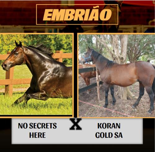 NO SECRETS HERE X KORAN GOLD SA (Embrião a efetivar)