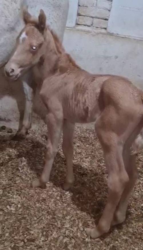 JOHN TA FAME ZD X HI MOON VICTORY