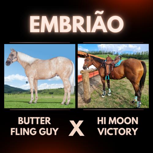 BUTTER FLING GUY X HI MOON VICTORY (Embrião efetivado)