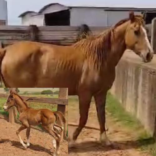 GRETHA LENA BROW (Lote 2 em 1)