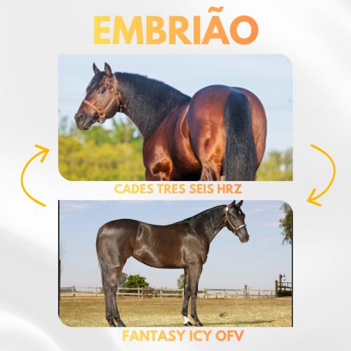 CADES TRES SEIS HRZ X FANTASY ICY OFV (Embrião a Efetivar)