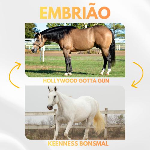 HOLLYWOOD GOTTA GUN X KEENNESS BONSMAL (Embrião efetivado)