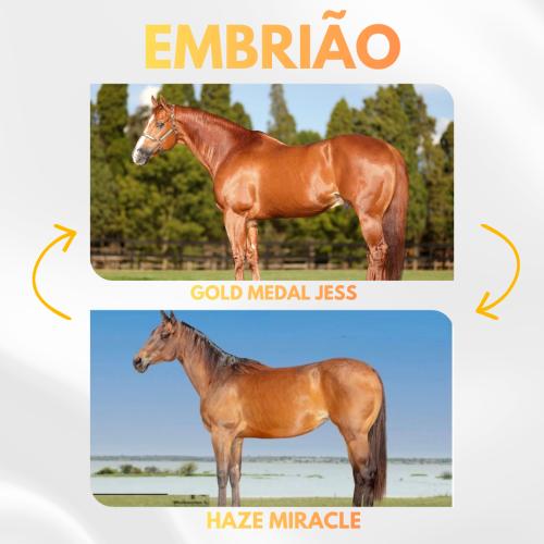 GOLD MEDAL JESS X HAZE MIRACLE (Embrião efetivado) 