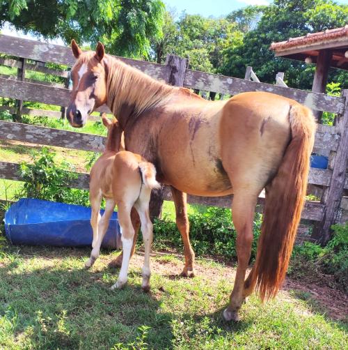 TEQUILA (Lote 3 em 1)