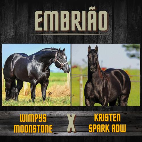 WIMPYS MOONSTONE X KRISTEN SPARK ADW (Embrião efetivado)