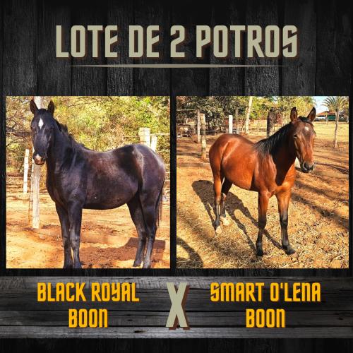 LOTE DE 2 POTROS