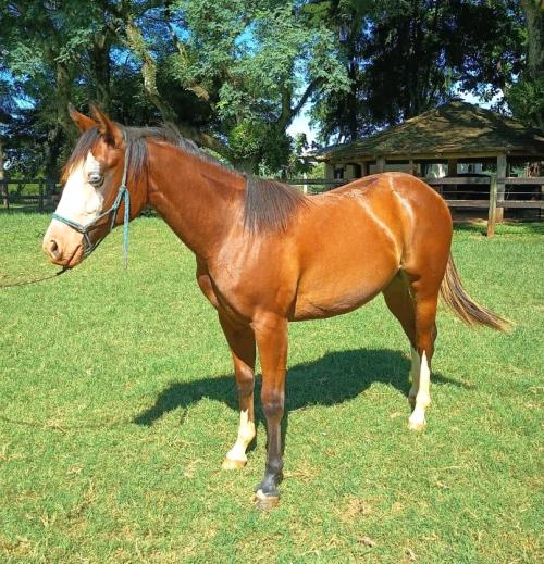 HOLLYWOOD GOTTA GUN x AGF MERIDA STAR