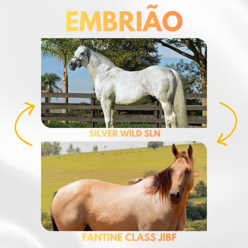 SILVER WILD SLN X FANTINE CLASS JIBF (Embrião a Efetivar)