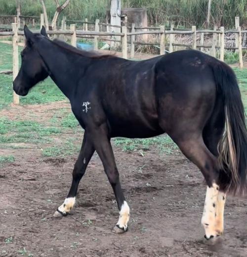 CTC PEDRITA INBLACK KALIMAN