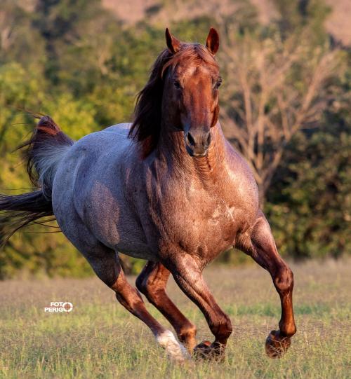 TWISTER CAT K (1 Cobertura)