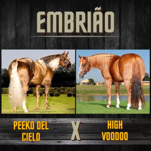 PEEKO DEL CIELO X HIGH VOODOO (Embrião a efetivar)