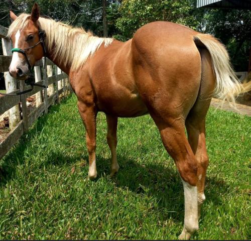 ANARCHY COLONELS SAN