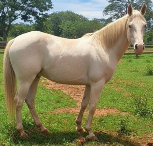 VIPER WOOD RHF (1 Cobertura)