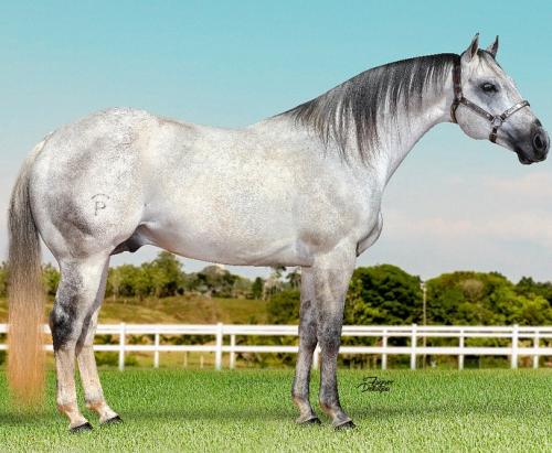 PG THE PLAYGUN (1 Cobertura)