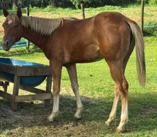 RUBS CHERRY N DOLLAR