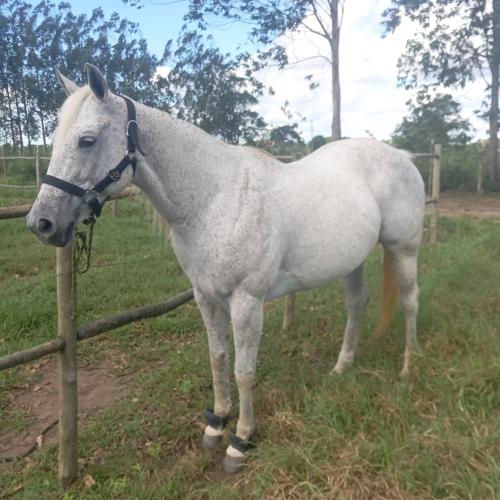 CASHMERE ZORRERO AGR