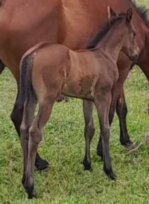 SPEED BULLION HRP X ROCKETTE RED FAME