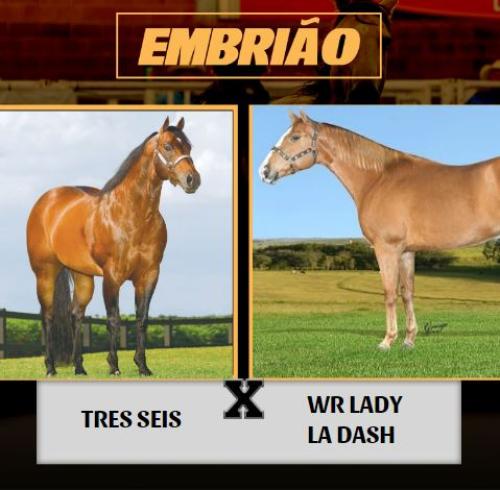 TRES SEIS X WR LADY LA DASH (Embrião efetivado)