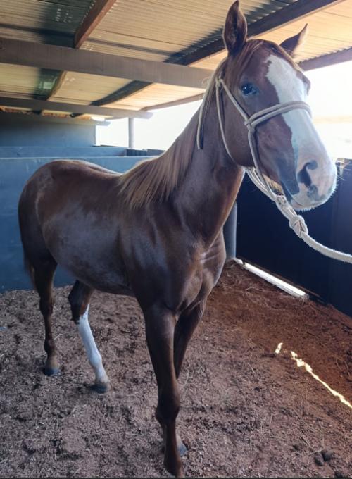AUSPICIOUS SLICK