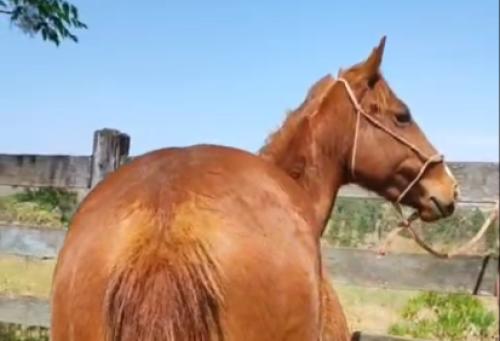 A STREAK OF FLING X ROCKSTAR FAMOUS