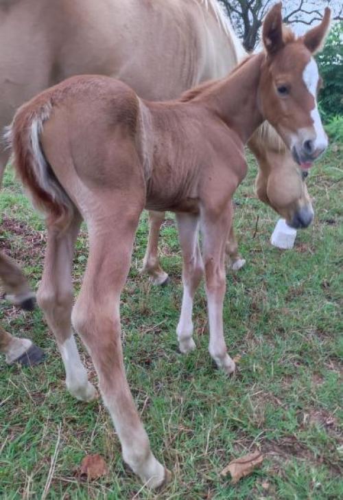 WHIZ STARSTRUCK X BELA DASH BROWN