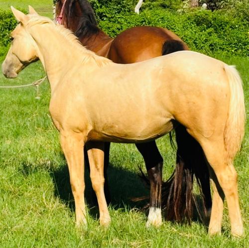 CATS RED FEATHER X MEL STREET