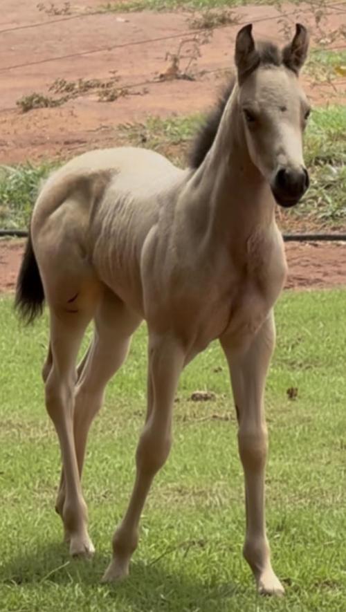 SHADY FAST BARON H2M X BELLA WHIZ SCOTT