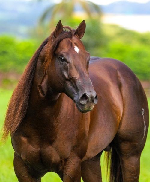 TRES FAMOUS IM (2 Coberturas)