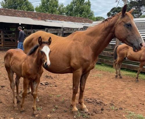 MISS RED BARS (Lote 3 em 1)